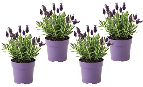 DECOALIVE Lavandas Premium Pack de 4 Plantas Naturales Flores de Lavanda, Multicolor