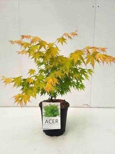 Acer palm. 'Orange Dream' - Erable Du Japon,Érable Palmé 'Orange Dream'' 50-60 cm en pot