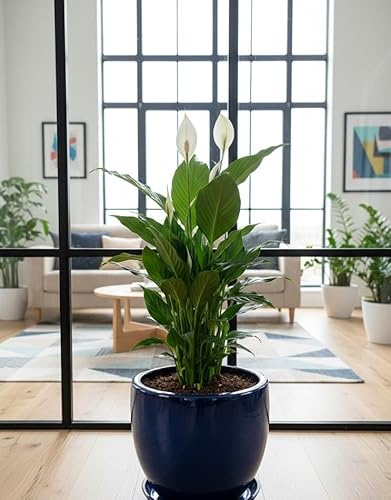 Spathiphyllum Einblatt 45cm hoch | Natürlicher Luftreiniger | Pflegeleichte Büropflanze