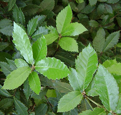 Pacchetto semi: 10 Quercus ilex semi