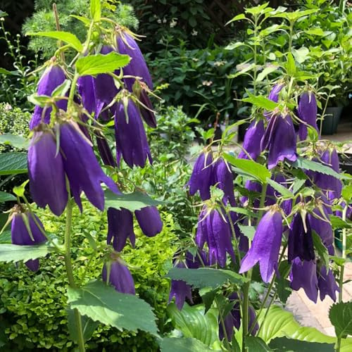 semi resistenti di campanula da balcone perenni resistenti campanula da giardino, primaverile, selvatici 100pcs