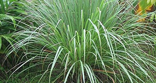 CITRONELLA NR.40 SEMI CEDRINA ANTIZANZARE SEMENTI OFFERTA