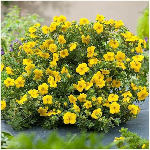 GrowOn Shrubs Potentilla Fruticosa 'Goldstar' | Deciduous Shrub | Outdoor Garden Ready Plant | Summer and Autumn Flowering | Yellow Flowers