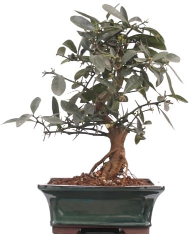 Bonsai - Citrus kinzu, Orangenbaum mit sehr kleinen Früchten 216/44