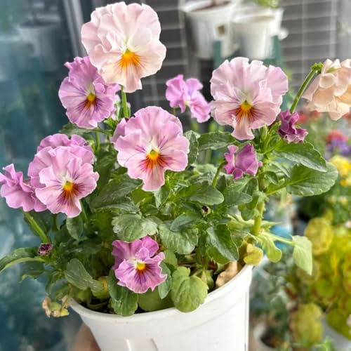 semi di viola del pensiero resistenti - perenni di violetta cornuta da appartamento giardino balcone 550pcs