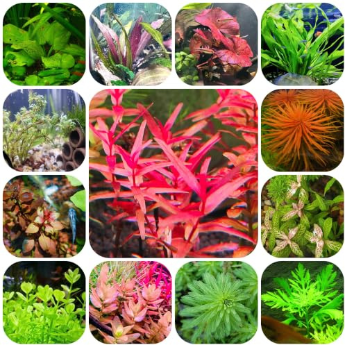 wassersamen teich - aquarium gartenpflanzen bodendecker mehrjährig 800pcs