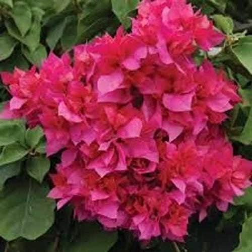 Neue 20 Stück Bougainvillea Spectabilis Semi di fiori rosa