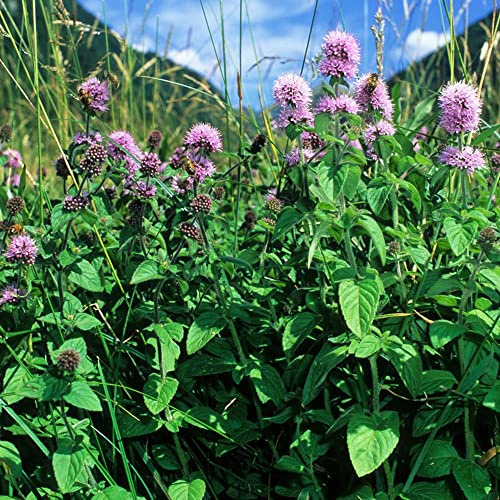 semillas de menta - rocas cocina resistentes Decoración exteriores silvestres 200pcs