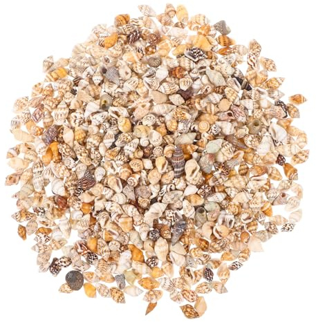 OATIPHO 1 Schachtel Jakobsmuschel Handwerk Muschel Strandmuscheln Wohnkultur Ornament Muschelhandwerk für Landschaft Muschelhandwerk selber machen Mini Füllstoff Zubehör Hülse Dekorationen