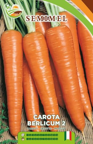 Semi di Carota Berlicum 2, varietà medio-tardiva con radice cilindrica arancione, tenera e croccante, ideale per l’orto di casa – formato bustina 3 Confezioni