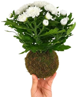Kokedama Margarita Crisantemo Planta Natural Viva DECOALIVE