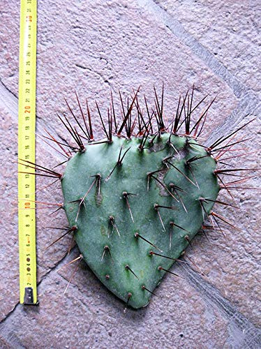 Geosism & Nature Opuntia phaeacantha var. Major (n.1 Pelle) 15-25 cm, Cactus, Plante succulente résistante à l'hiver, résistante jusqu'à -20 C