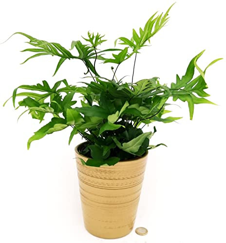 POWERS TO FLOWERS - FELCE, DORYOPTERIS PEDATA, IN VASO CERAMICA ORO, pianta vera