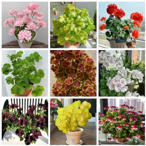 semi di geranio pendenti semi di aiuola rialzata geranio da balcone, decorazione soggiorno recisi tappezzante perenne resistente per luoghi 125pcs