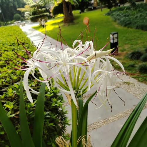 Bulbos de lirio araña, Lycoris radiata raras perennes resistentes 2pcs
