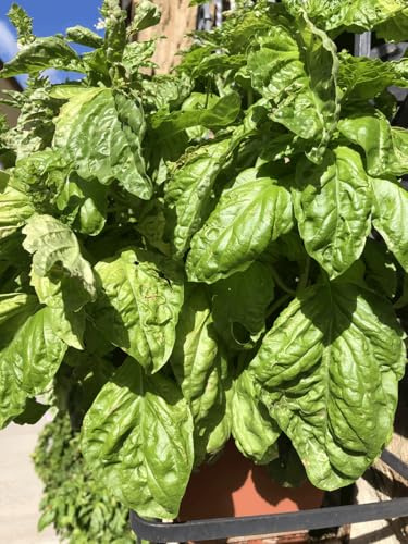 Basilic àfeuilles géantes, Graines à Semer, Herbe Aromatique, 50 Graines
