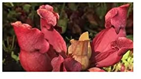 Stk - 5x Sarracenia purpurea var purpurea Fleischfressende Pflanzen - Samen B225 - Seeds & Plants Shop by Ipsa