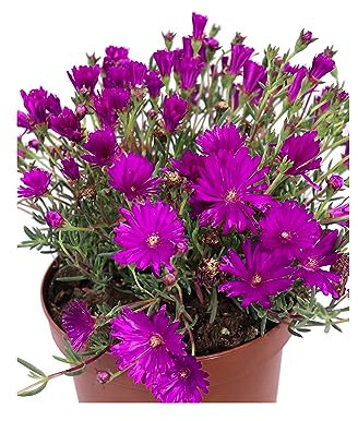 Pianta di Lampranthus Productus pianta da esterno pianta da fiore viola pianta succulenta pianta ornamentale di Lampranthus pianta vera venduta da eGarden.store (Vaso 16 cm)