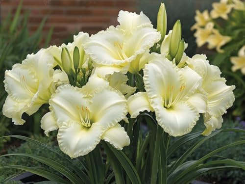 Resistente- Hemerocallis de raíz vertical - -Decoración paisajística para terraza y jardín- - /【CXXFGFT】.-10 bulbos-E