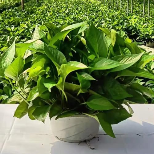 semillas de hiedra - interior jardín 50pcs