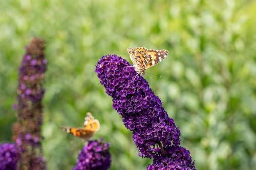 Sommerflieder 'Black Knight' - Schwärzlich-violette Blüte - Buddleja davidii - Containerware 60-100 cm - Garten von Ehren®