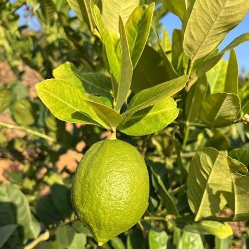 50 piezas semillas de limonero para balcón - salada pequeño para mujeres, semillas jardin de balcón resistentes rara
