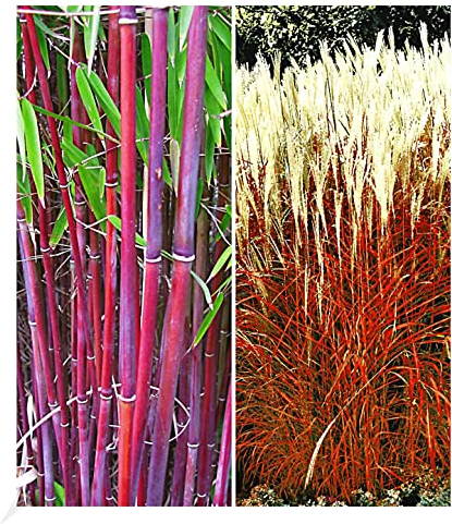 BALDUR Garten Gräser-Kollektion winterhart, 2 Pflanzen besteht aus 1 Pflanze, rote Bambus Chinese Wonder Fargesia jiuzhaigou No.1 und 1 Pflanze, Ziergras Indian Summer Chinaschilf, mehrjährig, blühend