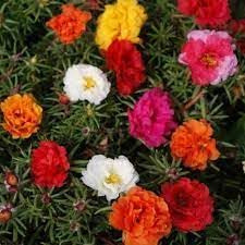 Moss Rose (Portulaca Grandiflora) Colores mixtos 100+ Semillas frescas