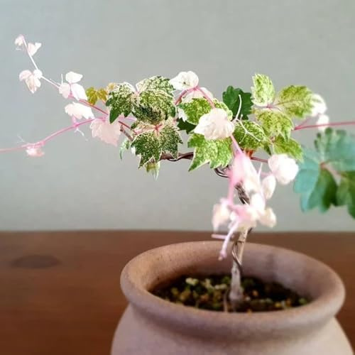 vite vergine - parthenocissus tricuspidata balcone con giardino di 225semi