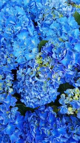 Hydrangea macrophylla 'Benelux (Bleu ou Rose)' / Hortensia 'Benelux (Bleu ou Rose)' / Conteneur de 3 à 4 litres