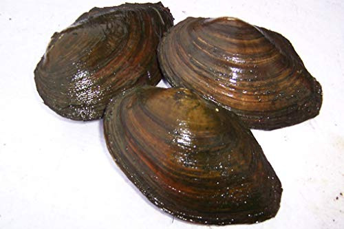 Generisch Gartenteich/Biotopset klein- 5 kleine Teichmuscheln + 5 Sumpfdeckelschnecken + 5 Posthornschnecken + 5 Spitzschlammschnecken
