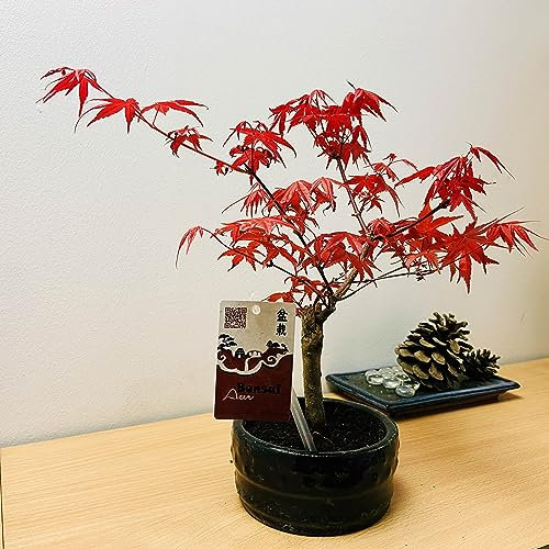 Artistic Acer Palmatum Bonsai: Japanese Maple Indoor & Outdoor Tree - Ceramic Pot, Effortless Care - Fusion of Nature's Beauty, Artistry, and Aesthetic Expression