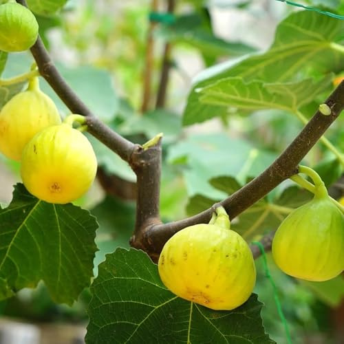 Acquistare semi di fico - giardino resistenti fichi rare, luoghi soleggiati sapote, resistenti in vaso 150pcs