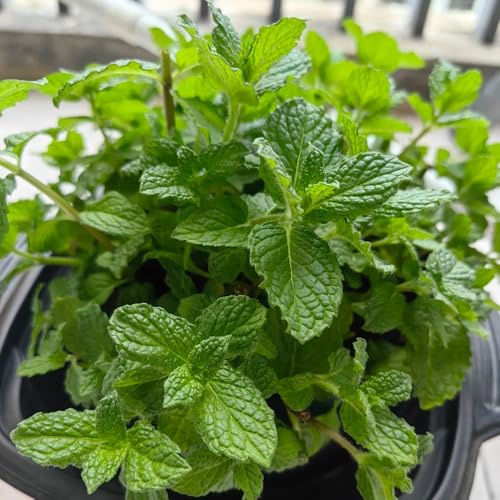 Semi di menta piperita - resistenti per giardini rocciosi balcone vecchie varietà verdi esotico raro giardino selvatiche 200pcs