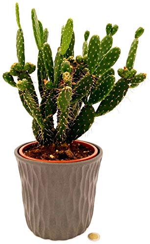 POWERS TO FLOWERS - FICO D'INDIA XXL IN VASO CERAMICA ANTRACITE, VASO 20CM, pianta vera