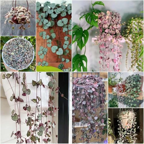 Semillas candelabro colgante semillas suculentas para balcones camas elevadas exóticas decoración balcón Ceropegia woodii balcón resistentes 30pcs