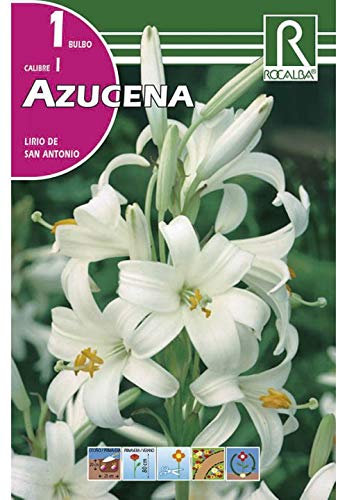 BULBO DE OTOÑO AZUCENA LIRIO DE SAN ANTONIO - 1 UD