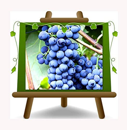 EURO PLANTS VIVAI Vigne variété noir résistant plante fruitière en pot 20 cm hauteur 150-170 cm - Âge 2 ans