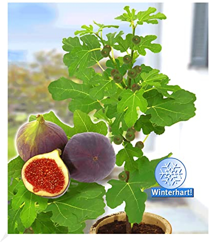 BALDUR Garten Frucht-Feige Rouge de Bordeaux groß,1 Pflanze, Ficus carica Feigenbaum winterhart (bis minus 15°C), pflegeleicht, für Standort in der Sonne geeignet