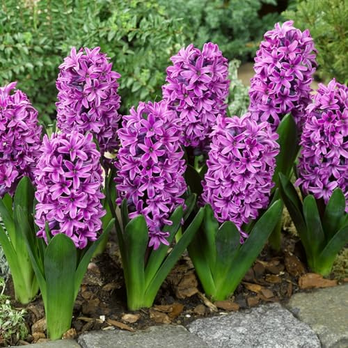 Rizomas de jacinto perennes resistentes/rizomas de jardín perennes/jacinto raras para plantar en el jardín-6 Rizomas-F