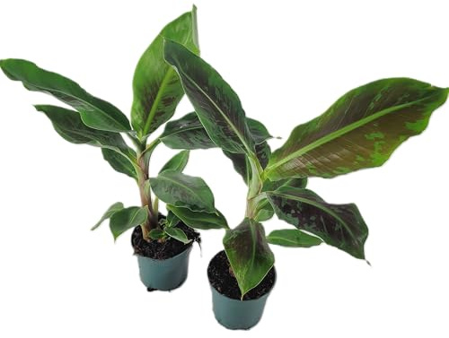 2 Stück Musa (Banane) ‚Dwarf Cavendish‘ aus Bio-Produktion ║ pflegeleicht ║ kompakt ║ als Zimmerpflanze oder für den Garten ║ frei von synthetischen Pflanzenschutzmitteln und mineralischen Düngern