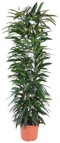 Schmalblättriger Gummibaum Ficus Alii King 150cm Ø29cm