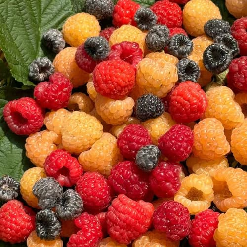 frambuesas semillas orgánicas de frambuesa semillas de perennes resistentes perennes resistentes jardín interior 20pcs