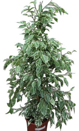 Indoor Plant -House or Office Plant -Ficus benjamina Variegata - Variegated Weeping Fig 50cms Tall