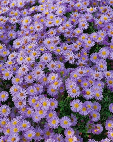 Aster dumosus 'Herbstpurzel' 9x9 cm Topf – Winterhart, Mehrjährig, Pflegeleicht – Kissen-Aster – Staude für Beet & Rabatte