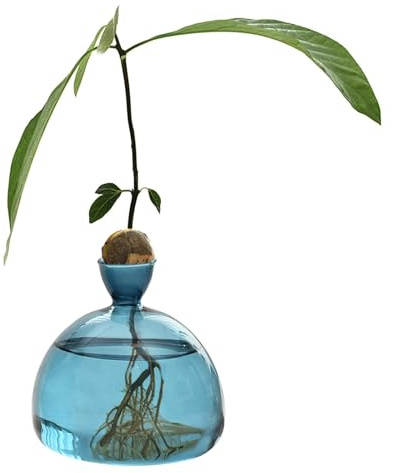 Avocado-Vase Aus Glas | Transparente Avocado-Samen-Starters-Pflanzgefäß-Vase | Avocado-Behälter | Glas-Avocado-Baum-Blumenvasen | Vase Für Zuhause