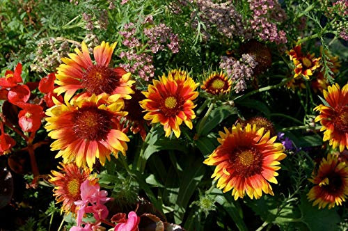 25 Gaillardia Aristata Grandiflora Mixed Seeds - Blanket Flower - 25 Seeds