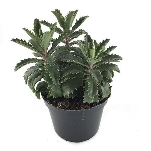 Kalanchoe Daigremontiana Planta Resplandeciente Brilla con el Resplandor Natural de esta Planta Viva