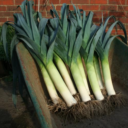 Leek 'Lancaster' F1 - Outstanding Frost-Hardiness, Prolonged Harvest, RHS Award Winner - 1x Seed Packet by Thompson & Morgan