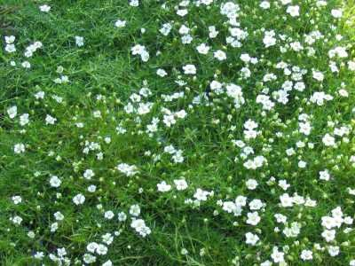 24er Sternmoosset (Sagina subulata), je mit einem 4,5 bis 5,5cm großen Ballen,